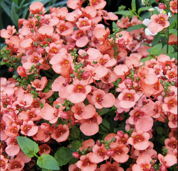 Saksılık Divara Apricot Diascia Çiçeği Fidesi (3 adet)