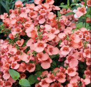 Saksılık Divara Apricot Diascia Çiçeği Fidesi (3 adet)