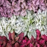 Hypoestes Phyllostachya Hostes Çiçeği Saksıda