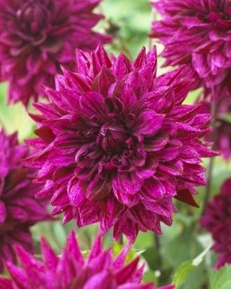 İri çiçekli Art Act İri Çiçekli Dahlia Yıldız Çiçeği Yumrusu Soğanı (1 adet)