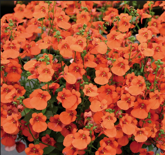 Saksılık Divara Orange Diascia Çiçeği Fidesi (4 adet)