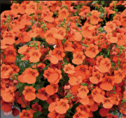 Saksılık Divara Orange Diascia Çiçeği Fidesi (4 adet)