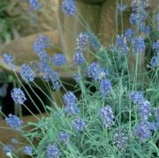 İspanyol Lavanta(Lavandula Multifida Spanish Eyes) Çiçeği Tohumu(15 tohum)