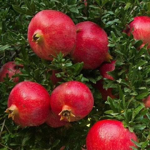 Tüplü  Wonderful Nar Fidanı Sınırlı Stok 4 Yaş 150-200 cm