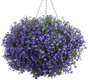 Saksılık Laura Blue Lobelya Çiçeği Fidesi (3 adet)