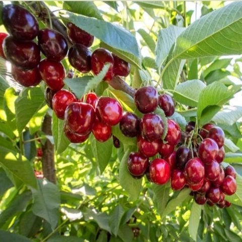 Tüplü Yarı Bodur Premier Giant İri Meyveli Erkenci Kiraz Fidanı