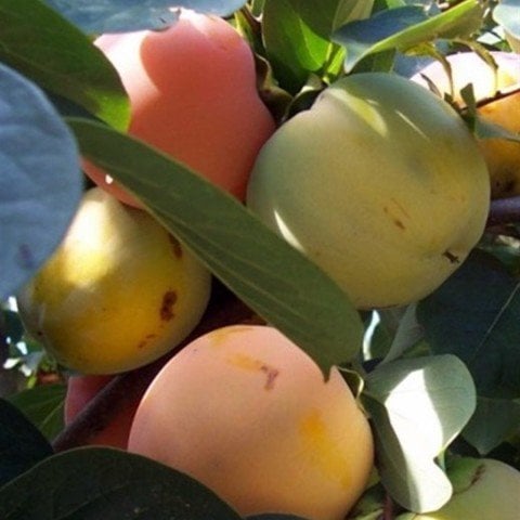 Tüplü Çikolatalı Hachiya Trabzon Hurması Fidanı