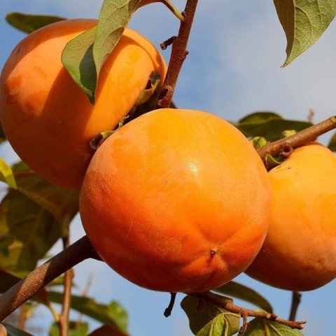 Tüplü Çikolatalı Hachiya Trabzon Hurması Fidanı