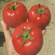 Taylin F1 Sırık Domates Tohumu (10 Tohum)