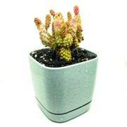 8 Lik Lüks Saksıda Güneşte Kızarır Opuntia Microdasys Rufida Minima Kaktüs