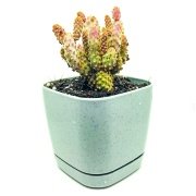 8 Lik Lüks Saksıda Güneşte Kızarır Opuntia Microdasys Rufida Minima Kaktüs