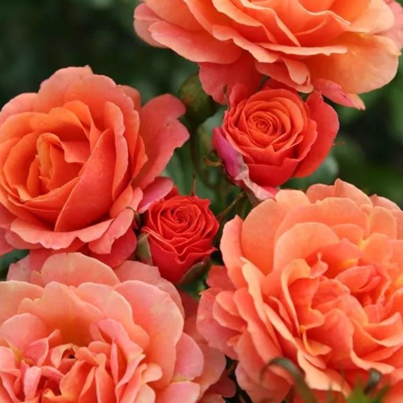 Tüplü Kordes Soğuklara Dayanıklı Çok Goncalı  Orange Juwel Yediveren Gül Fidan