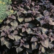 Perilla Biftek Otu(Perilla Frutescens) Tohumu (50 tohum)