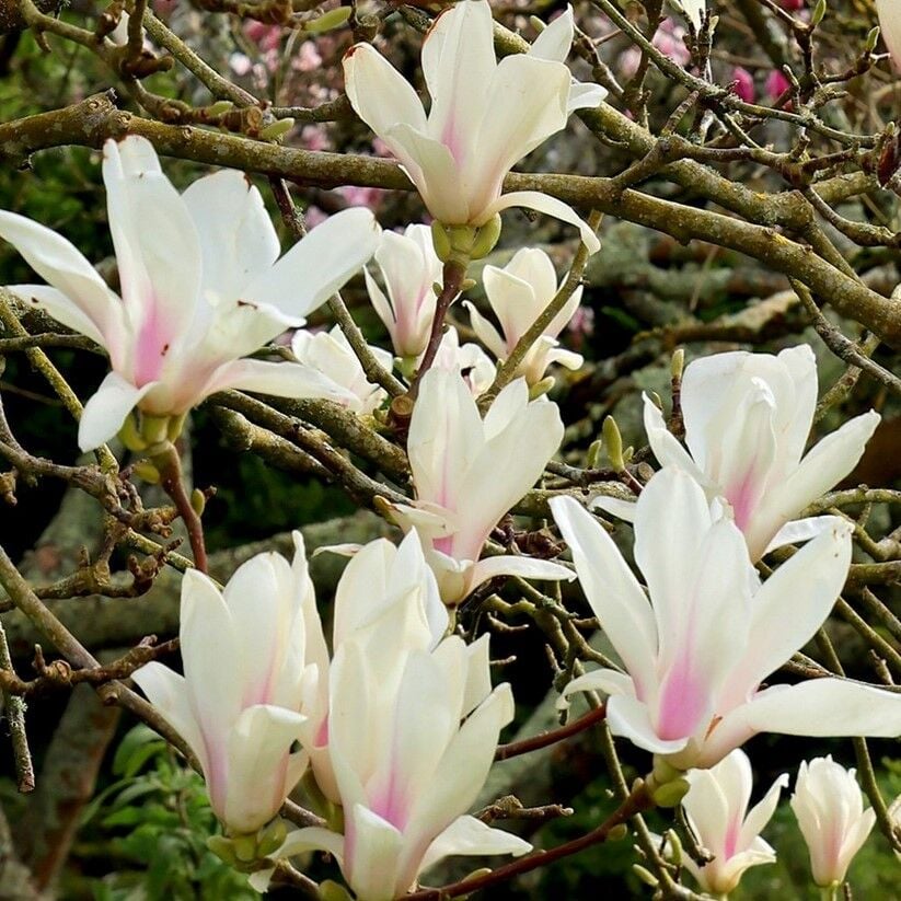 Magnolıa Soulangeana Alba Superba Yoğun Kokulu Beyaz Çiçekli Manolya Fidanı