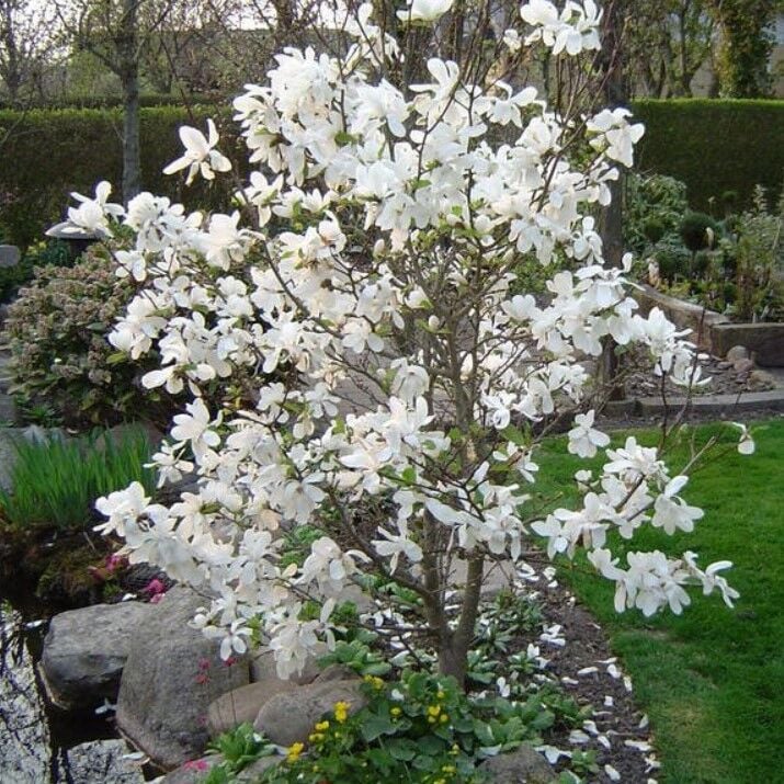 Magnolıa Soulangeana Loebneri Merrill  Yoğun Kokulu Beyaz Çiçekli Manolya Fidanı