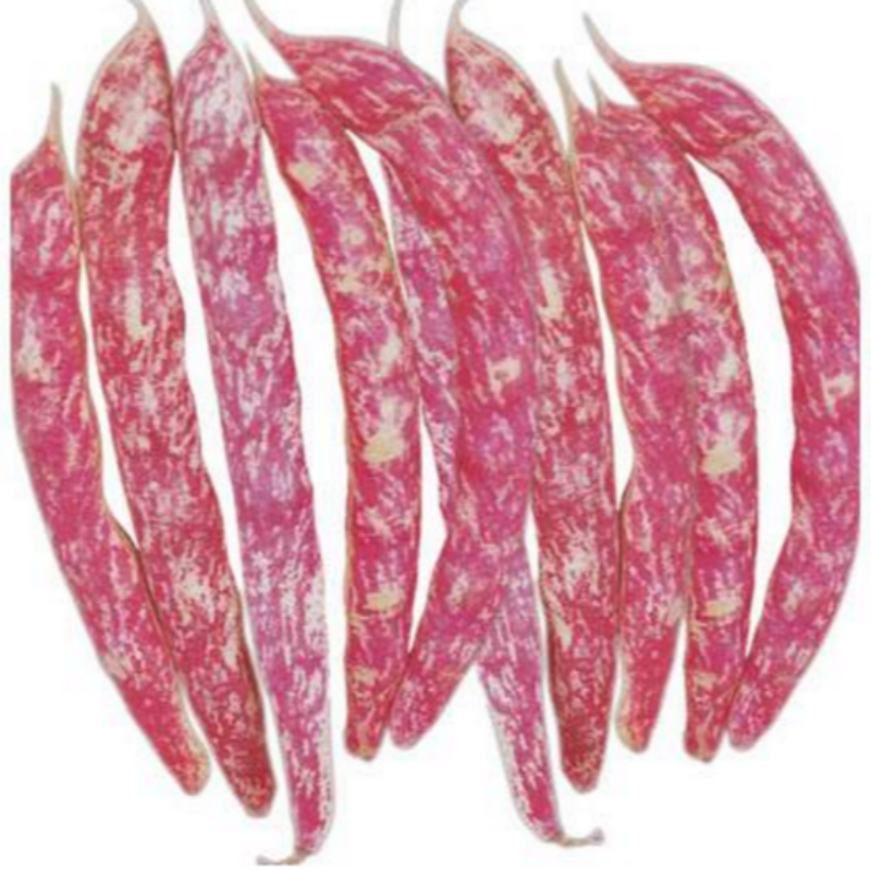 Organik Barbunya ASKIZ (Nazende) Tohumu(15 tohum)