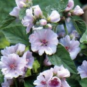 Şifalı Hatmi Çiçeği(Althaea Officinalis) Tohumu(30 tohum)