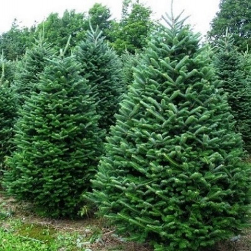 Abies Nordmanniana Göknar Ağacı Tohumu (1000 Tohum)