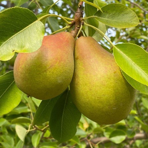 Tüplü Tam Bodur Magness Armut Fidanı (Sınırlı Stok)