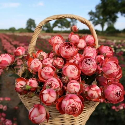 Tüplü Çok Goncalı  Soğuklara Dayanıklı Kokulu Pompeji Yediveren Gül Fidanı