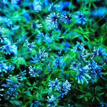 İnce Otu(Asperula Orientalis Blue Surprise) Tohumu(20 tohum)