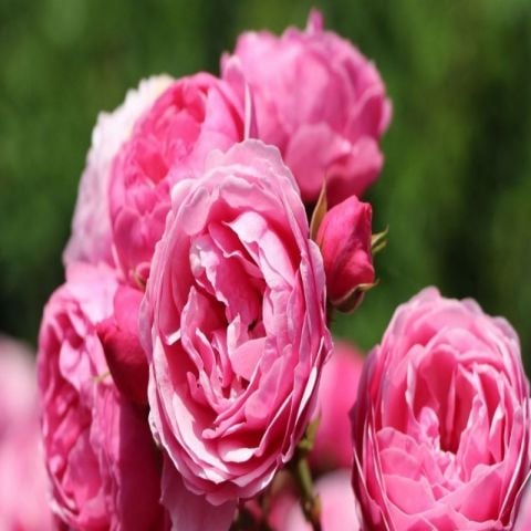 Tüplü Çok Goncalı Özel Kokulu Pomponella Pembe Yediveren Kokulu  Gül Fidanı