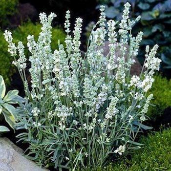 Buz Renginde Lavanta Çiçeği(Lavandula Angustifolia Ellagance Ice) Tohumu(10 tohum)