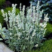 Buz Renginde Lavanta Çiçeği(Lavandula Angustifolia Ellagance Ice) Tohumu(10 tohum)