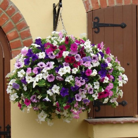 Potunia Plus Serisi Mixed Petunya Fidesi (50 adet)