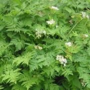 Aromatik Anthriscus Cerefolium Frenk Maydanozu Tohumu(50 tohum)