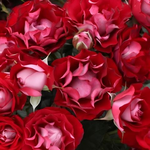 Tüplü Çok Goncalı Özel Rose Der Einheit  Yediveren  Gül Fidanı