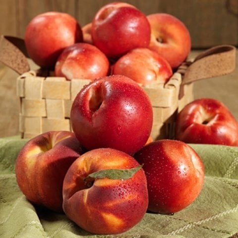 Tüplü Star Red Gold Nektarin Fidanı