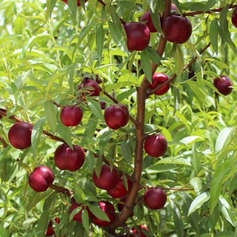 Tüplü Super Red Nektarin Fidanı