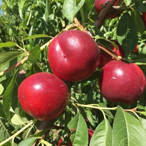 Tüplü Super Red Nektarin Fidanı