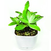 Kalanchoe Panda Sukulent (8.5 Luk Lüks Saksıda)