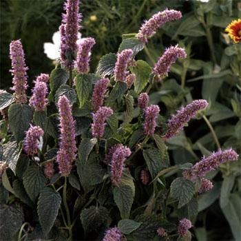Agastache Foeniculum Mavi Zufa Çürdük Otu Çiçeği Tohumu(15 tohum)