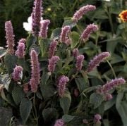 Agastache Foeniculum Mavi Zufa Çürdük Otu Çiçeği Tohumu(15 tohum)