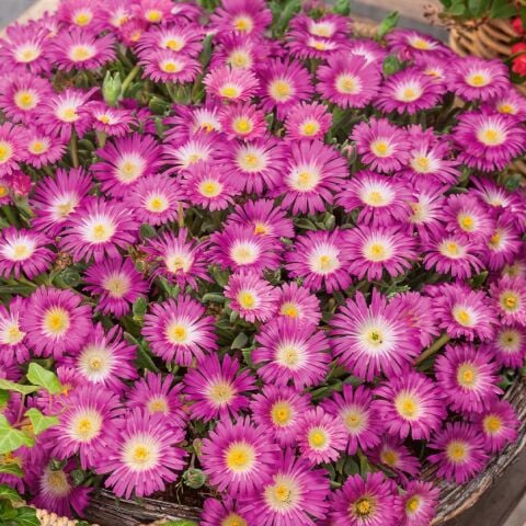 Yayılıcı Sarkıcı Delasporma Hot Pink Buz Çiçeği Fidesi (2 adet)