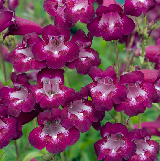 Pensham Plum Jerkum Penstemon Çiçeği Fidesi (3 adet)