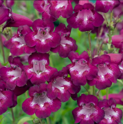Pensham Plum Jerkum Penstemon Çiçeği Fidesi (3 adet)