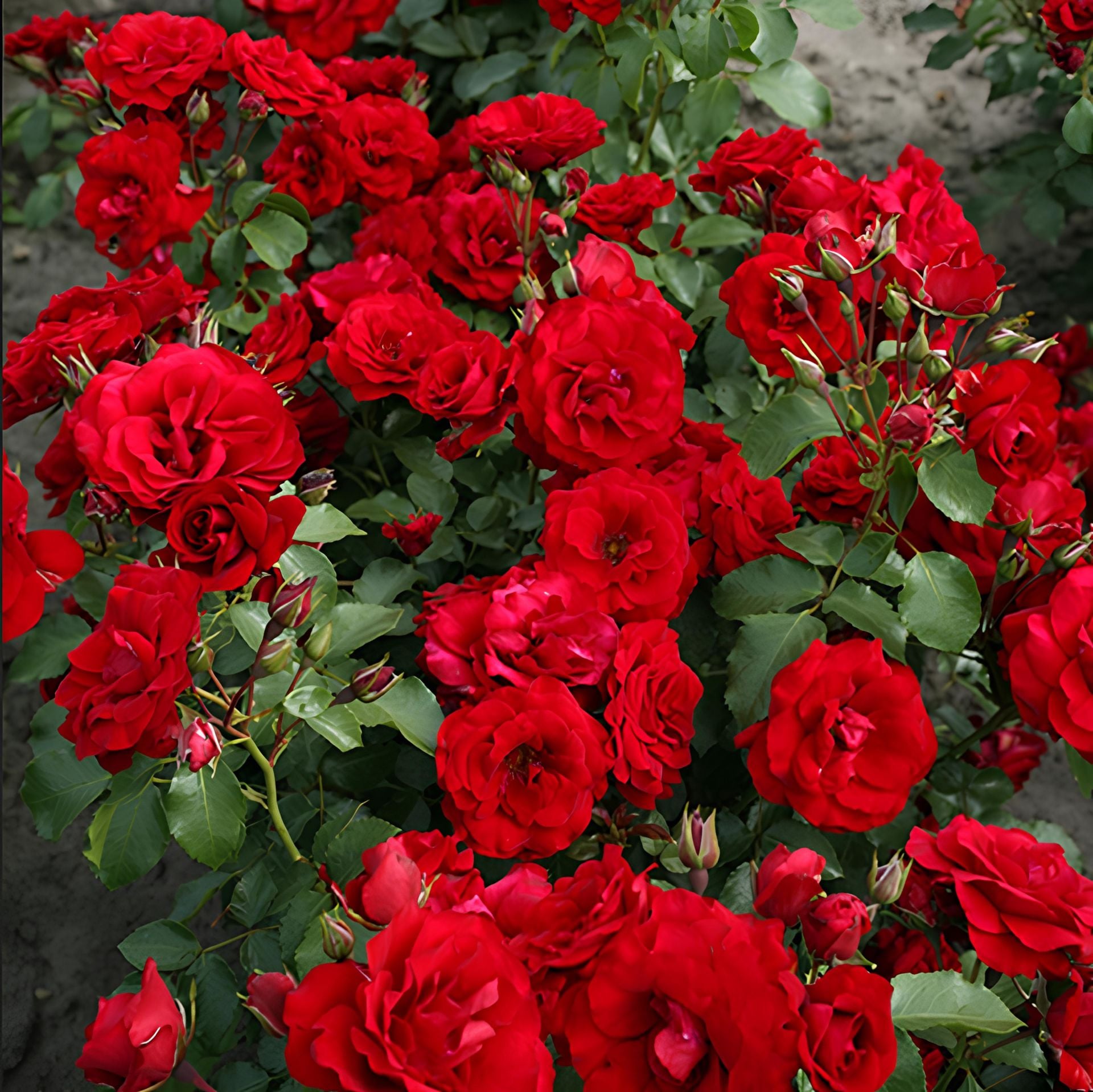 Tüplü Soğuklara Dayanıkı Çok Goncallı Roter Drache Yediveren Gül Fidanı Yayılıcı