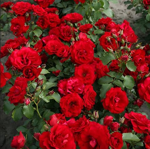 Tüplü Soğuklara Dayanıkı Çok Goncallı Roter Drache Yediveren Gül Fidanı Yayılıcı