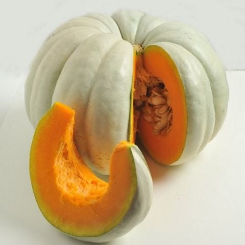 Geleneksel Tatlılık Reçelllik Balkabağı Fidesi (5 adet)