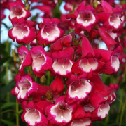 Amelia Jayne Pensham Penstemon Çiçeği Fidesi (3 adet)