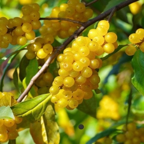 Tüplü Elaeagnus Umbellata Sarı Şifali Güz Zeytini Fidanı