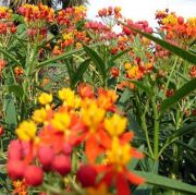 Meksika Kelebek Çiçeği (Butterfly Weed) Tohumu(75 tohum)