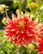 Dev Çiçekli Bodacious Dahlia Yıldız Çiçeği Soğanı Yumrusu (1 adet)