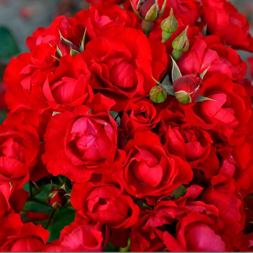 Tüplü Kokulu Yer Örütücü Soğuklara Dayanıklı Schloss Mannheim Yediveren Gül Fidanı