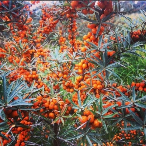 Tüplü Latince Hippophae Rhamnoides Yalancı Yabani İğde Fidanı