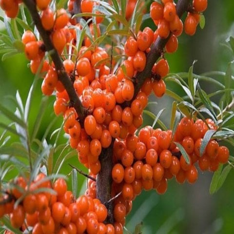 Tüplü Latince Hippophae Rhamnoides Yalancı Yabani İğde Fidanı